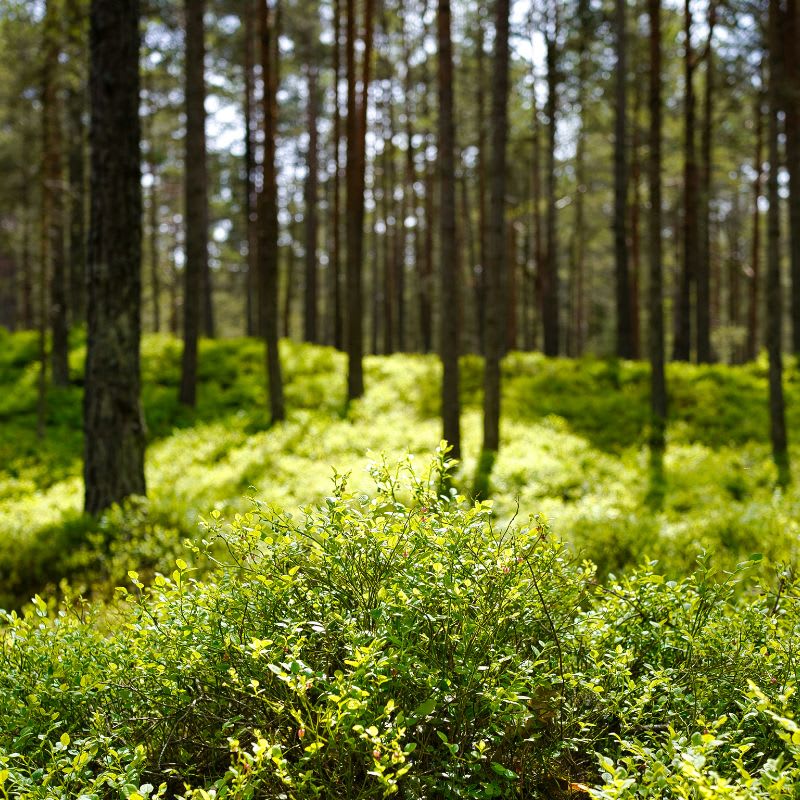 A green forest with light peaking through the trees